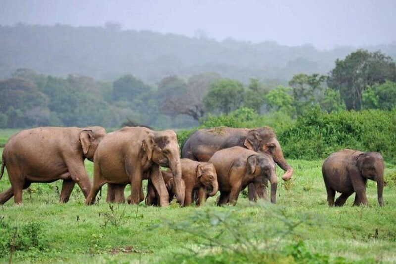kaudulla-national-park-wildlife-elephant-safari