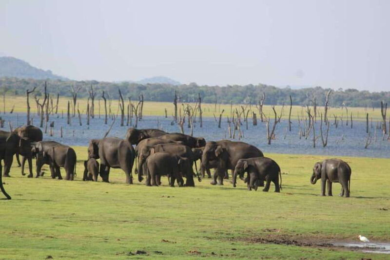 kaudulla-national-park-wildlife-elephant-safari