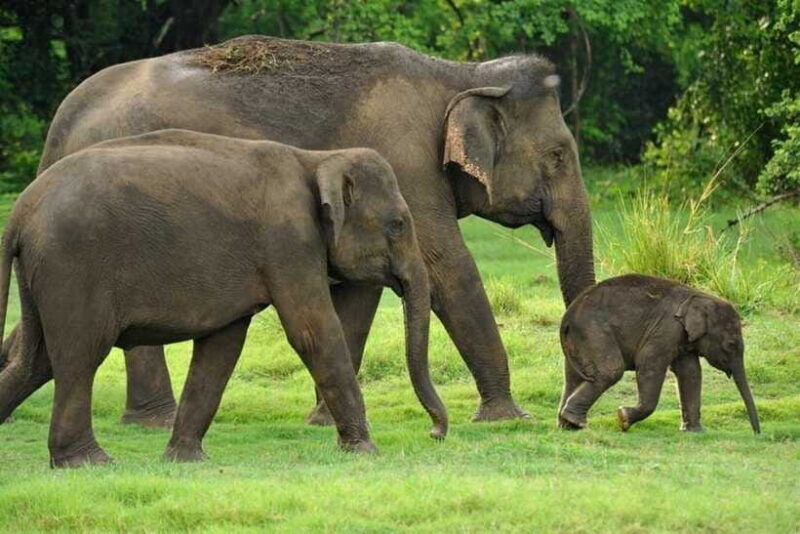 kaudulla-national-park-wildlife-elephant-safari