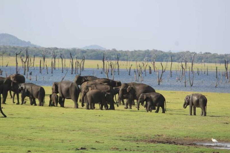 kaudulla-national-park-wildlife-elephant-safari