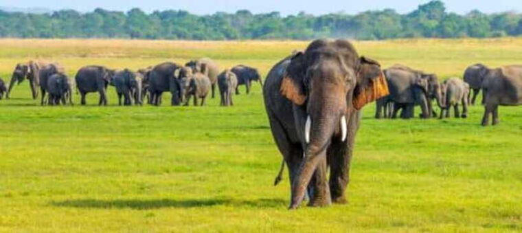 kaudulla-national-park-wildlife-elephant-safari