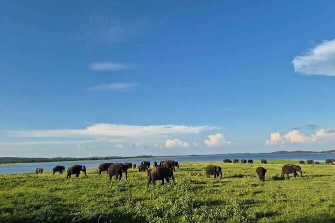 Kaudulla Safari Adventure - The Experience in Detail