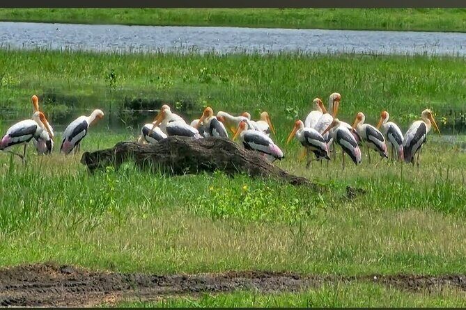 Kaudulla Safari Adventure - FAQ