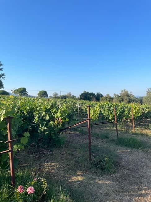 Kavos: Wine Tour & Tasting at a Local Winery - Key Points