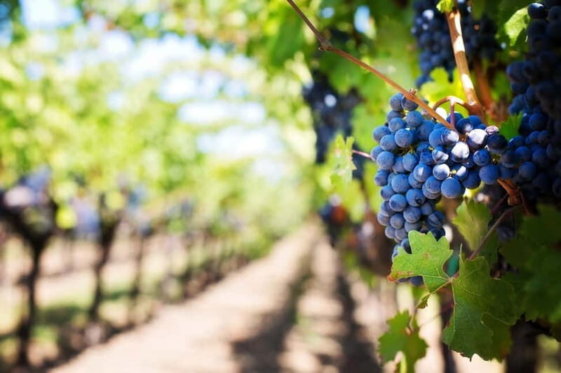 Kavos: Wine Tour & Tasting at a Local Winery - The Experience in Detail