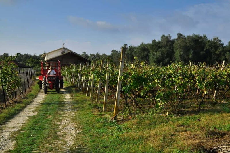 Kavos: Wine Tour & Tasting at a Local Winery - Final Thoughts: Is It Worth It?