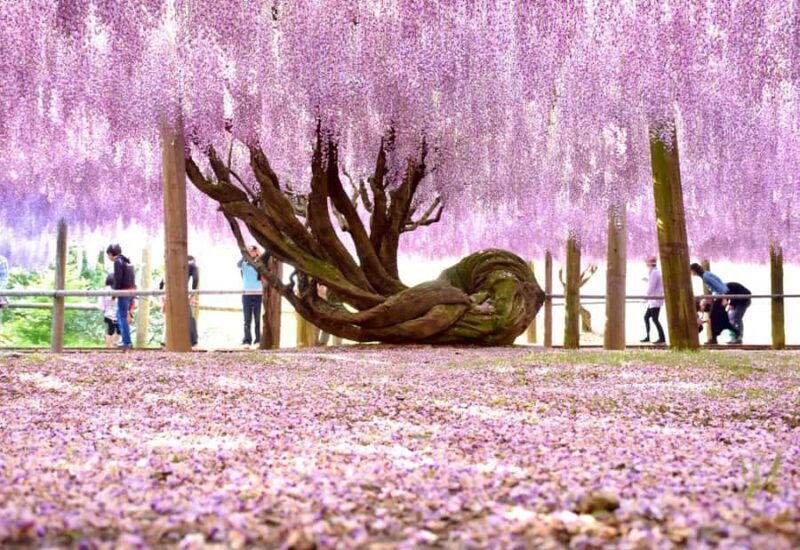 Kawachi Wisteria Garden, Kokura Castle & Outlets Day Tour - Introduction