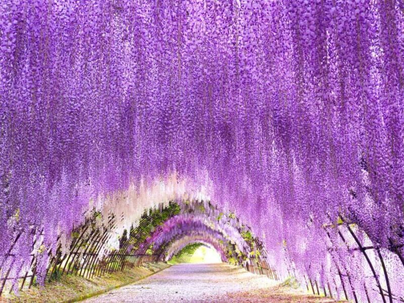 Kawachi Wisteria Garden, Kokura Castle & Outlets Day Tour - Key Points