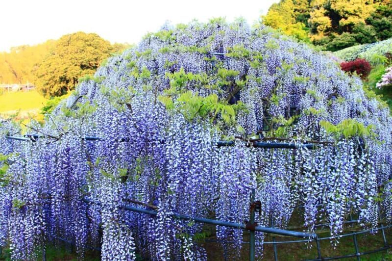 Kawachi Wisteria Garden, Kokura Castle & Outlets Day Tour - Final Stop at Kokura Castle