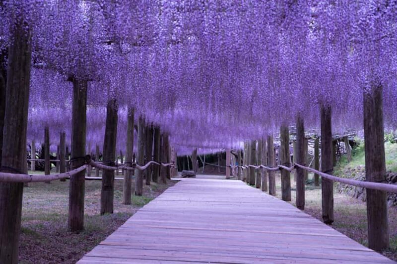 Kawachi Wisteria Garden, Kokura Castle & Outlets Day Tour - Transportation & Logistics