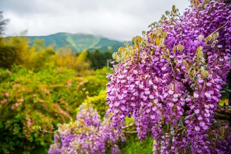 Kawachi Wisteria Garden, Kokura Castle & Outlets Day Tour - Who Will Love This Tour?