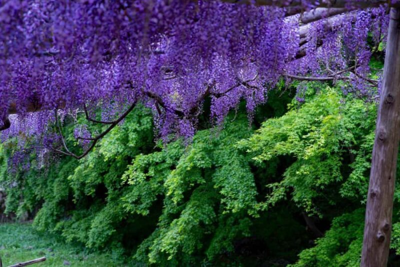 Kawachi Wisteria Garden, Kokura Castle & Outlets Day Tour - FAQ