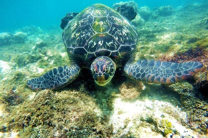 Kawasan Canyoneering and Snorkeling with Sardines with Lunch - FAQs