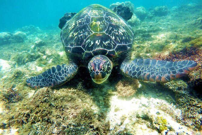 Kawasan Canyoneering and Snorkeling with Sardines with Lunch - Wrapping Up