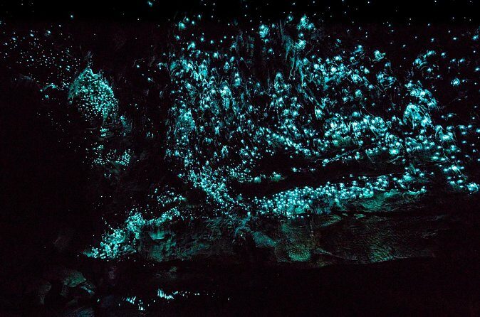 Kawiti Family Glowworm Caves Guided Tour in Bay of Islands - The Small Group Advantage