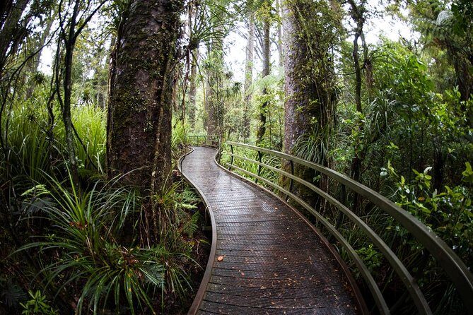 Kawiti Glow Worm Cave Tour & Opua Forest Walk - Logistics and Practical Considerations