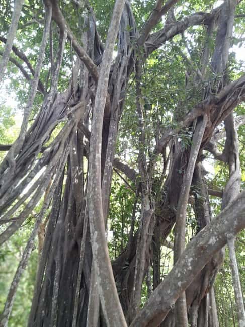 Kaya Kinondo Sacred Forest Guided Tour - Key Points
