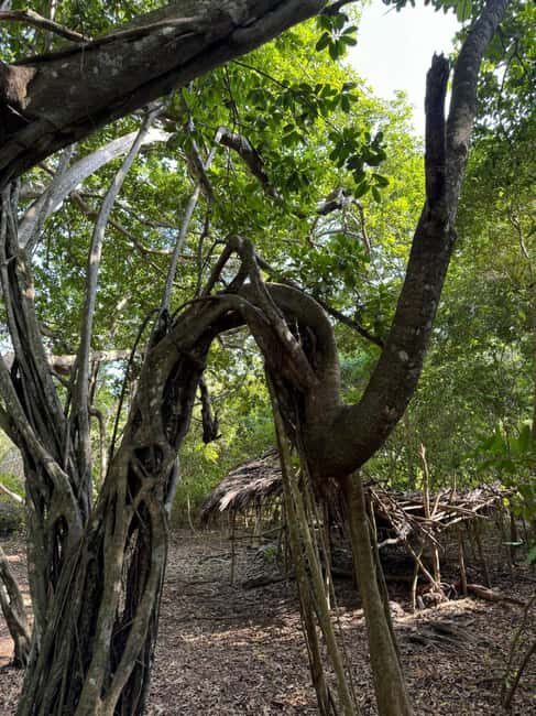 Kaya Kinondo Sacred Forest Guided Tour - An In-Depth Look at Kaya Kinondo Sacred Forest Guided Tour