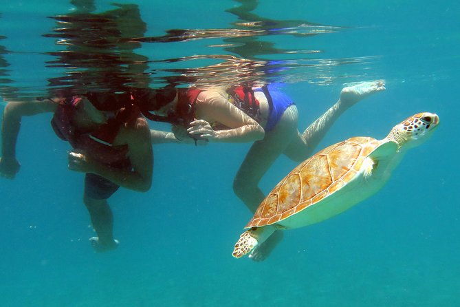 kayak-and-sea-turtle-snorkel-with-beach-break