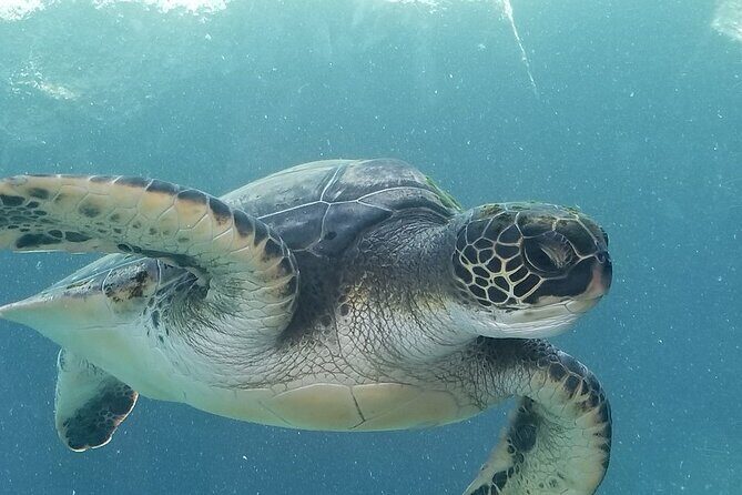 Kayak and Snorkel: Maui West Shore - Frequently Asked Questions