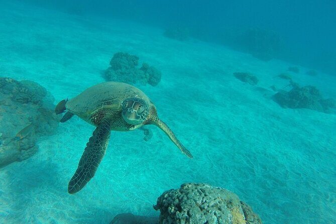 Kayak and Snorkel: Maui West Shore - Final Thoughts