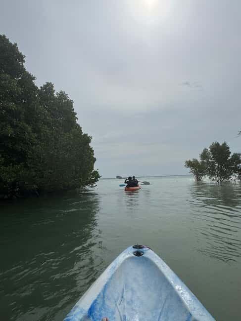 Kayak Mangrove Tour - Key Points