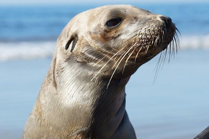 kayak-rental-for-two-people-in-la-jolla