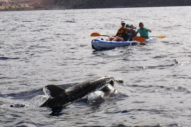 Kayak Route along the Volcanic Coast in Tenerife South with Snorkeling - The Sum Up