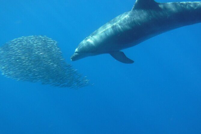Kayak Route along the Volcanic Coast in Tenerife South with Snorkeling - FAQ