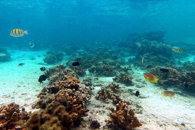 kayak-snorkel-private-tour-in-yanbaru-north-okinawa