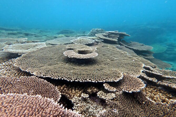 kayak-snorkel-private-tour-in-yanbaru-north-okinawa