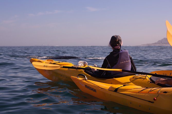Kayak to the penguins in Simons Town - Setting the Scene: What You Can Expect on the Tour