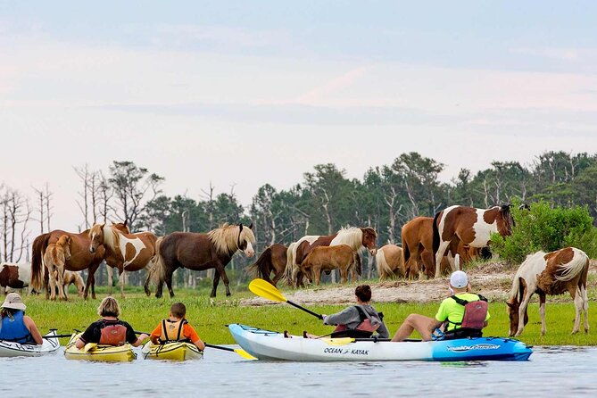 kayak-tour-along-assateague-chincoteague-island-virginia-2
