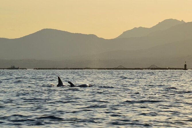 kayak-tour-with-aperitif-and-dolphins