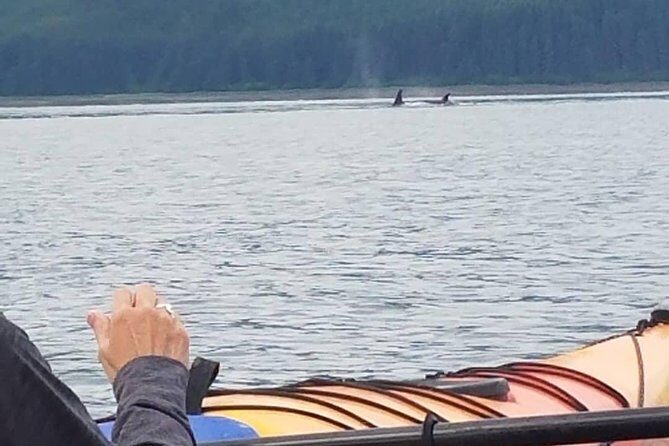 Kayak Tours - Final Thoughts
