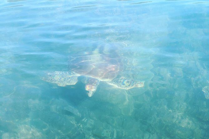Kayak Turtle Tour from Palm Cove - FAQs