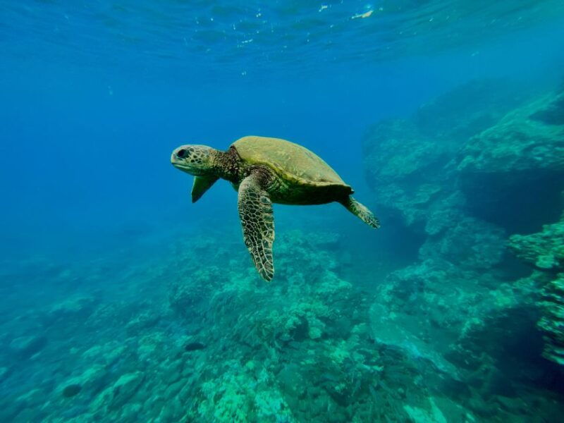 kayak-whale-watch-and-snorkel-at-turtle-town
