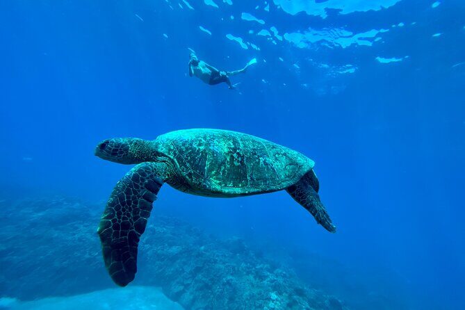 Kayak, Whale Watch, and Snorkel With Optional Photo and Video - FAQ