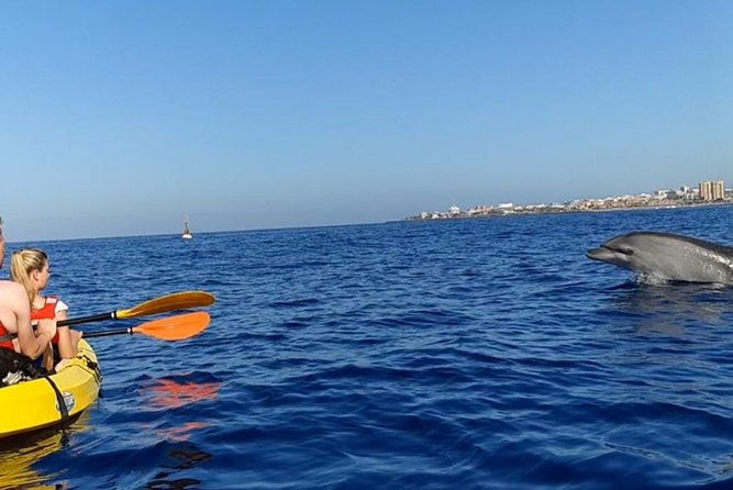kayak-with-dolphin-turtle-watching-private-tour