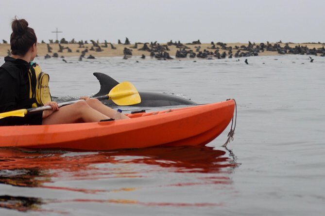 Kayaking and Sandwich Habour Guided Day Tour from Walvis Bay - Key Points
