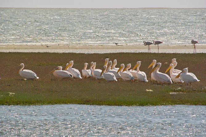 Kayaking and Sandwich Habour Guided Day Tour from Walvis Bay - An In-Depth Look at the Walvis Bay Kayaking and Sand Dunes Tour