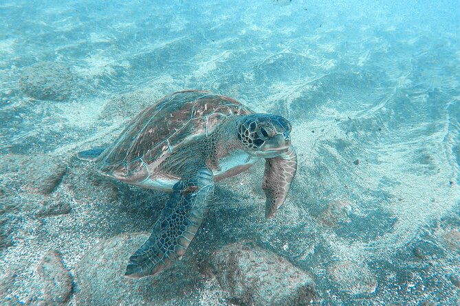 kayaking-snorkeling-with-turtles