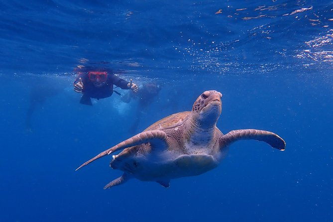 kayaking-with-dolphins-and-turtles-and-snorkelling-in-tenerife