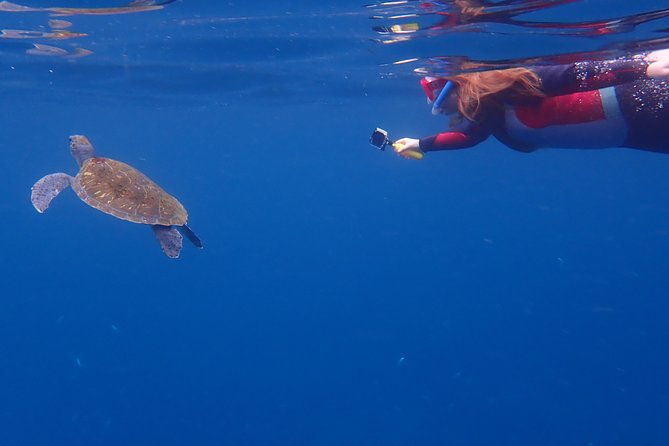 kayaking-with-dolphins-and-turtles-and-snorkelling-in-tenerife