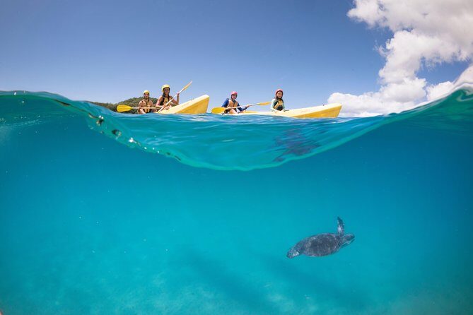 Kayaking with Dolphins in Byron Bay Guided Tour - Pros and Cons: A Balanced Look
