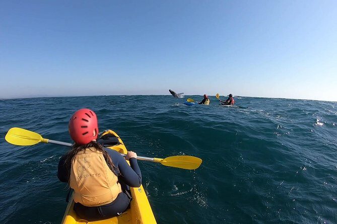 Kayaking with Dolphins in Byron Bay Guided Tour - Final Thoughts: Is It Worth It?