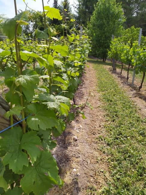 Kaysersberg Vineyard Discovery of the vineyard and wine, Domaine Meyer-Krumb - The Sum Up