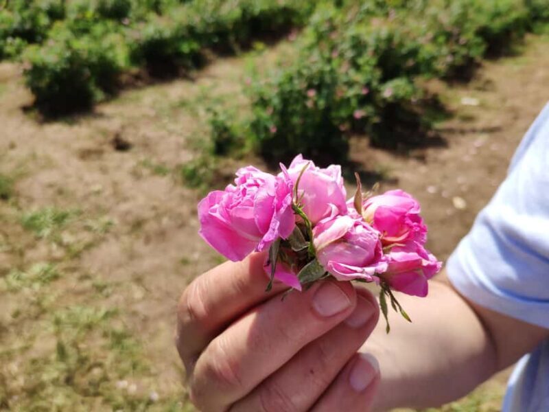 Kazanlak: Rose Festival 2025 VIP Access - An Overview of the Kazanlak Rose Festival 2025 VIP Experience