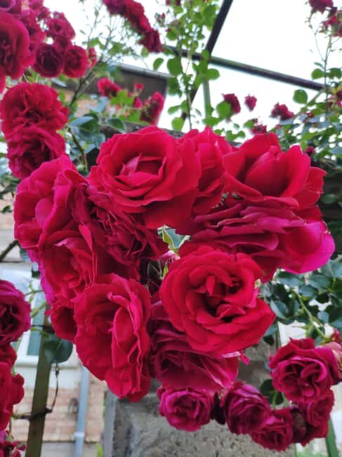 Kazanlak: Rose Festival 2025 VIP Access - Final Thoughts: Who Will Love This Experience?