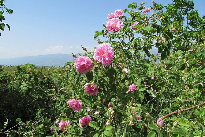 Kazanlak-Rose Valley-Valley of the Thracian Kings - private tour from Plovdiv - FAQ